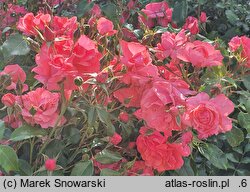Rosa hort. Bad Birnbach