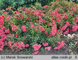 Rosa hort. Bad Birnbach