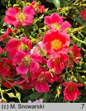 Rosa hort. Tommelise