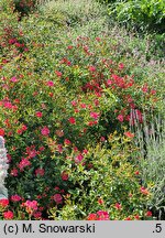 Rosa hort. Tommelise