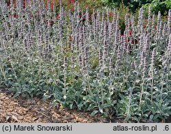 Stachys byzantina (czyściec wełnisty)