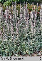 Stachys byzantina (czyściec wełnisty)