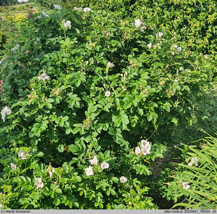 Rosa rugosa Alba