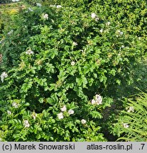 Rosa rugosa Alba