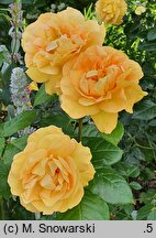 Rosa hort. Taneitber