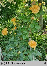 Rosa hort. Taneitber