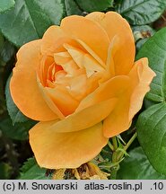 Rosa hort. Taneitber