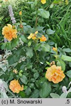 Rosa hort. Taneitber