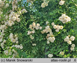 Rosa hort. Ghislaine de Feligonde