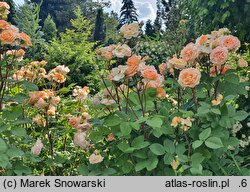 Rosa hort. Ausles