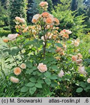 Rosa hort. Ausles