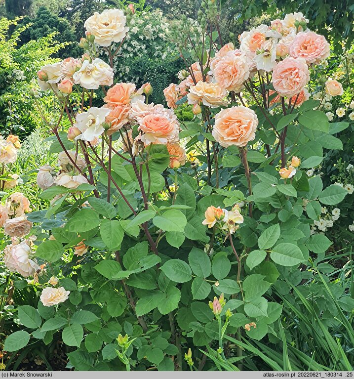 Rosa hort. Ausles