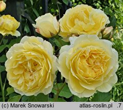 Rosa hort. AUSwalker