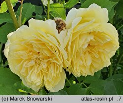 Rosa hort. AUSwalker