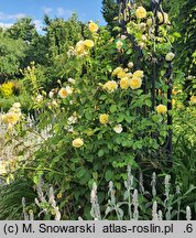 Rosa hort. AUSwalker