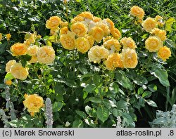 Rosa hort. Anisade