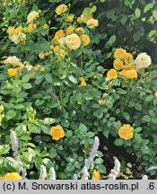 Rosa hort. Anisade