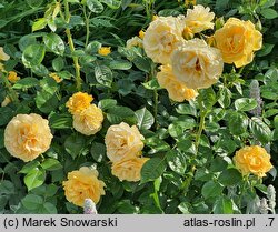 Rosa hort. Anisade