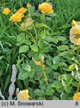 Rosa hort. Anisade