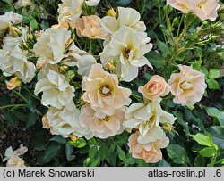 Rosa hort. POUIspan