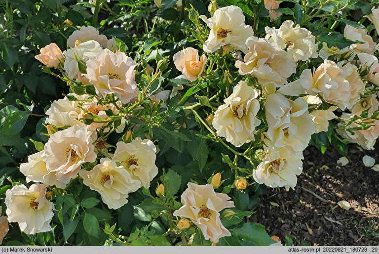 Rosa hort. POUIspan