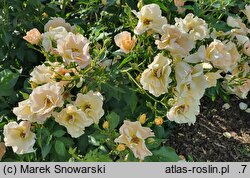 Rosa hort. POUIspan