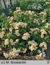 Rosa hort. POUIspan