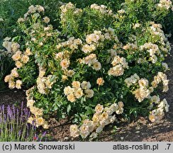 Rosa hort. POUIspan