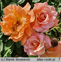 Rosa hort. Westerland