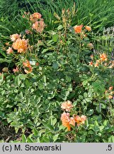 Rosa hort. Westerland