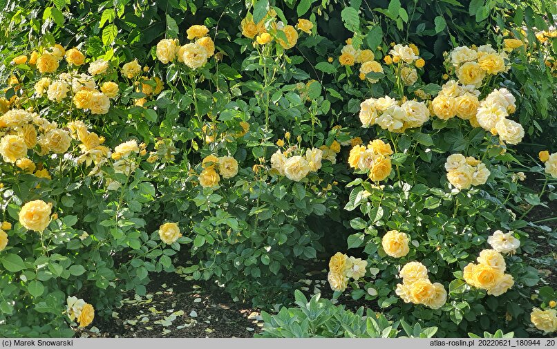 Rosa hort. Anisade