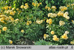 Rosa hort. Anisade