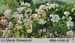 Rosa hort. KORbin