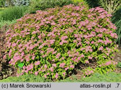 Spiraea japonica Magic Carpet
