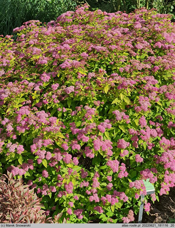Spiraea japonica Magic Carpet