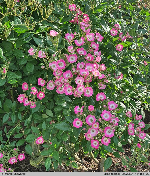 Rosa hort. Mozart