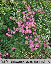 Rosa hort. Mozart