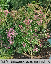 Rosa hort. Mozart