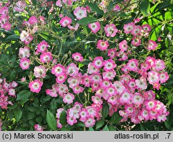 Rosa hort. Mozart