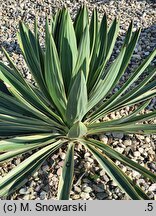 Yucca gloriosa Variegata