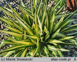 Yucca filamentosa Gold Heart