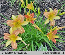 Hemerocallis ×hybrida EveryDayLily Punch Yellow