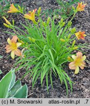 Hemerocallis ×hybrida EveryDayLily Punch Yellow
