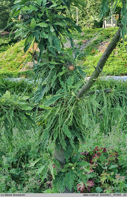 Quercus petraea Insecata