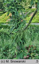 Quercus petraea Insecata