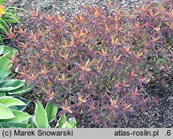 Euphorbia epithymoides Bonfire