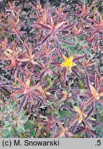 Euphorbia epithymoides Bonfire