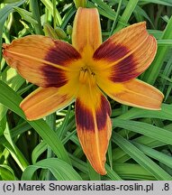 Hemerocallis ×hybrida Dr. Otto Reich