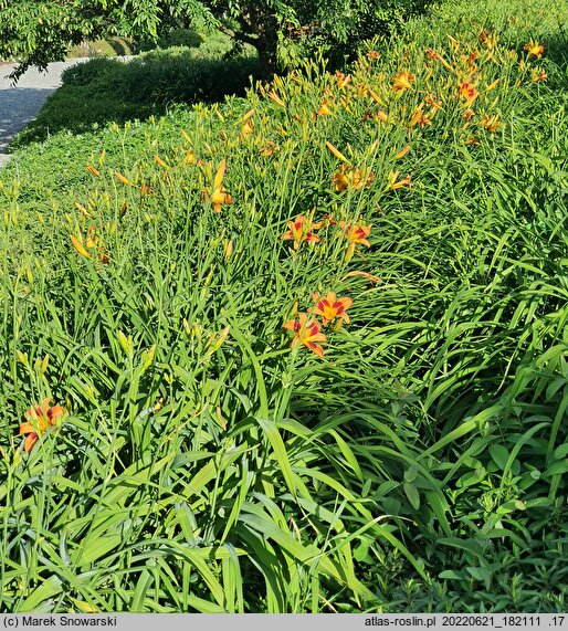 Hemerocallis ×hybrida Dr. Otto Reich