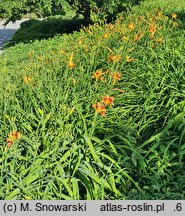 Hemerocallis ×hybrida Dr. Otto Reich
